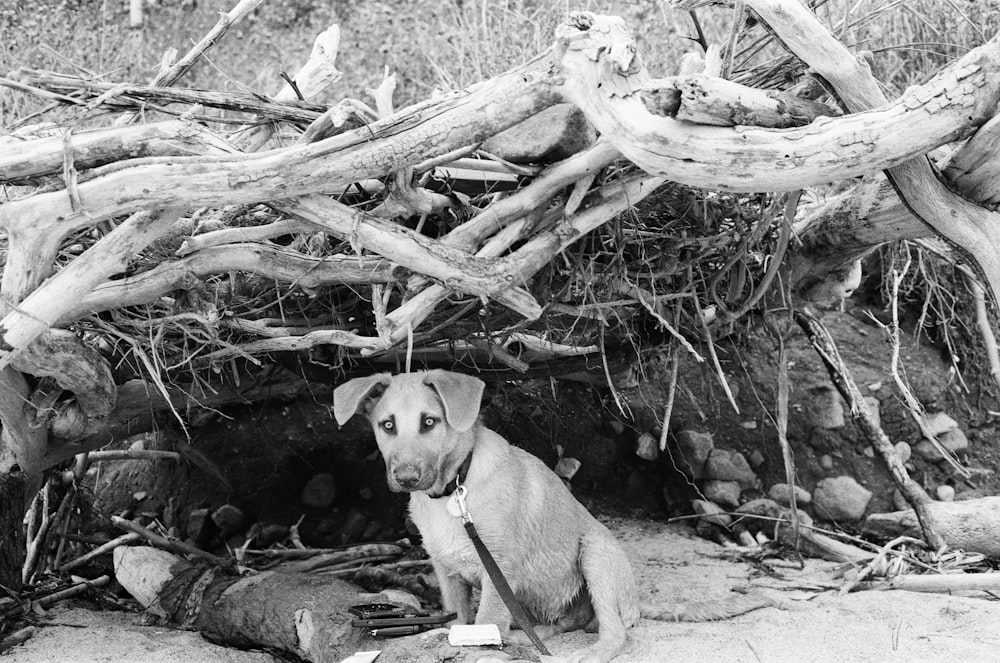 a dog is sitting in front of a pile of driftwood