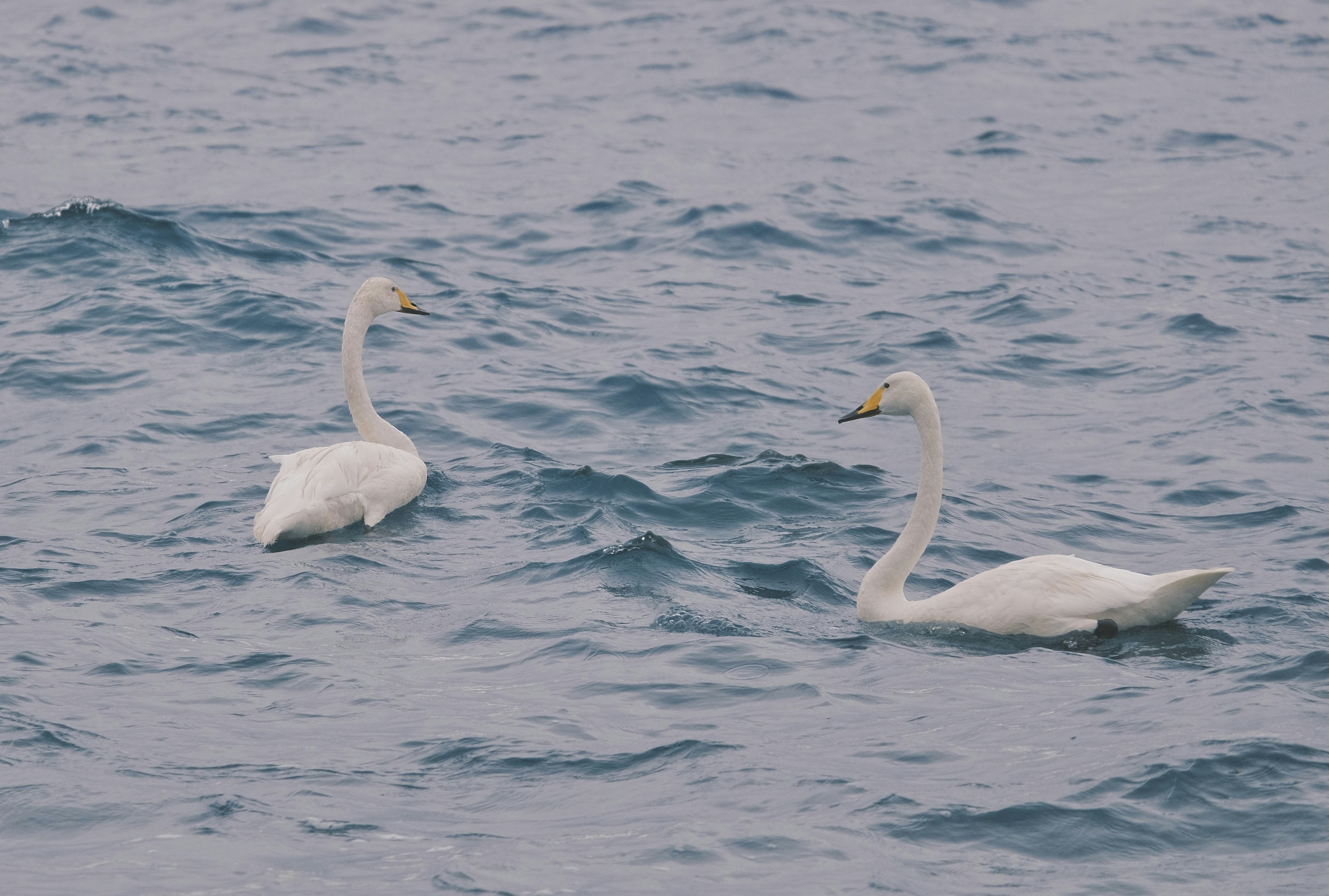 Dos cisnes blancos nadando juntos en el océano
