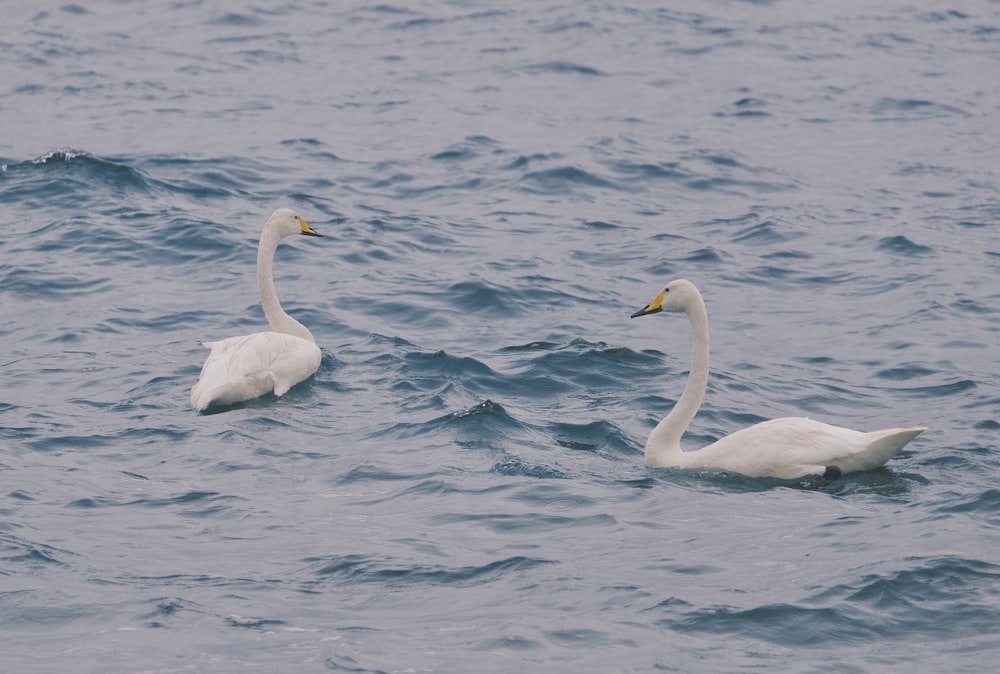 two white swans swimming in the ocean together