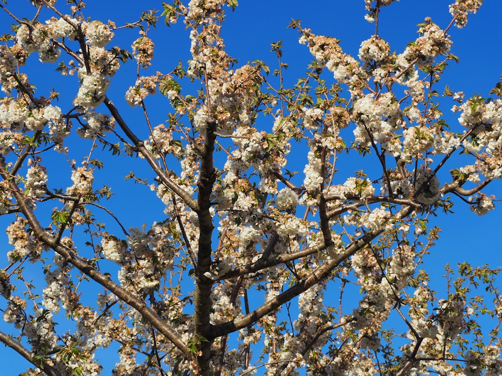 a tree with lots of white flowers on it