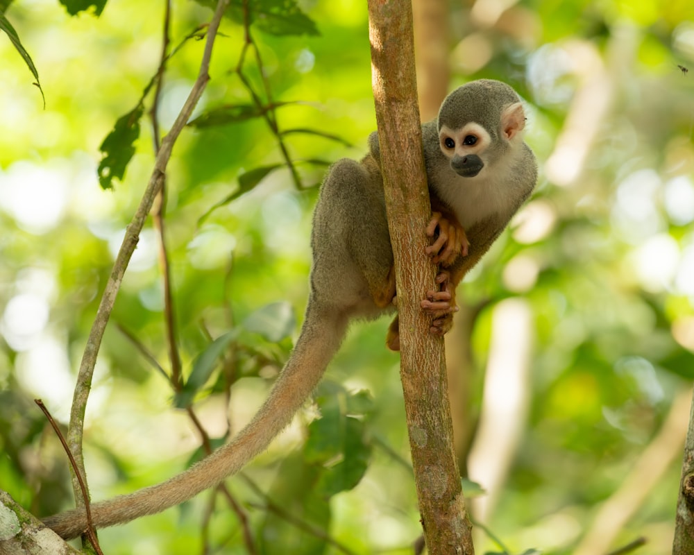 a small monkey sitting on top of a tree branch