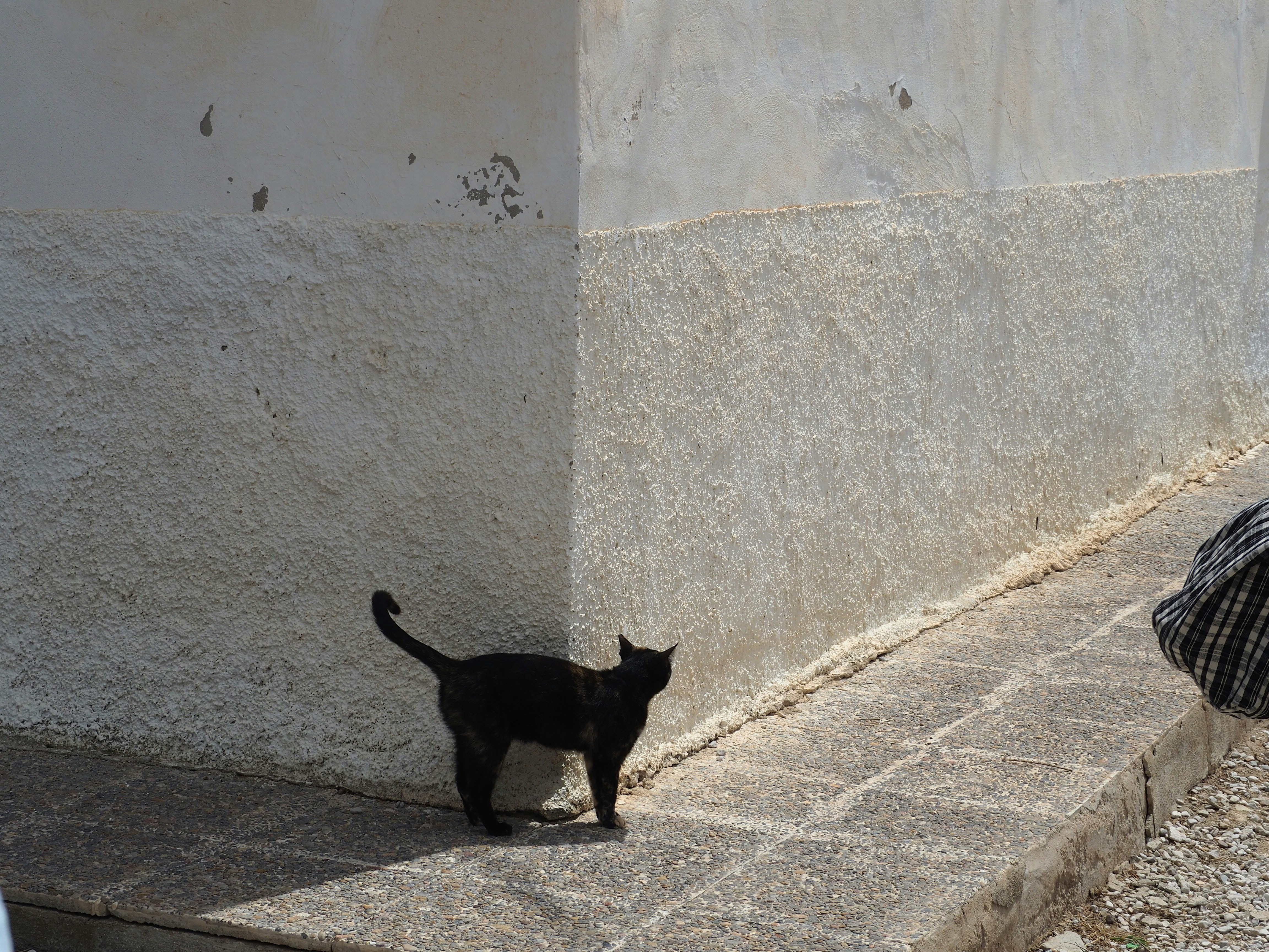 a black cat standing on the side of a building
