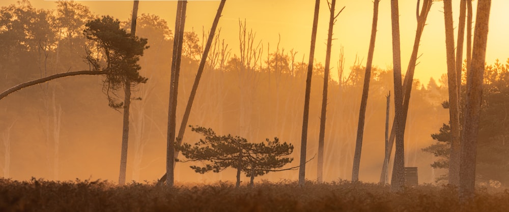 El sol brilla a través de los árboles en el bosque