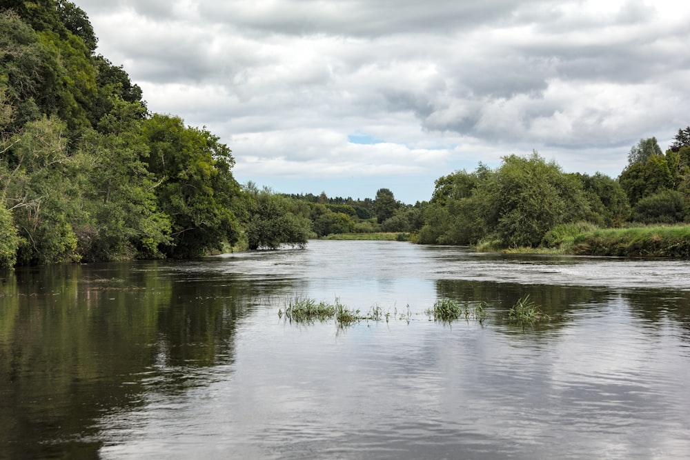 a river running through a lush green forest