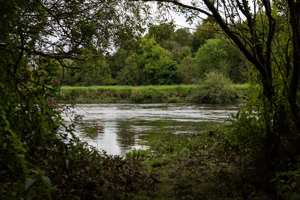 a body of water surrounded by trees and bushes