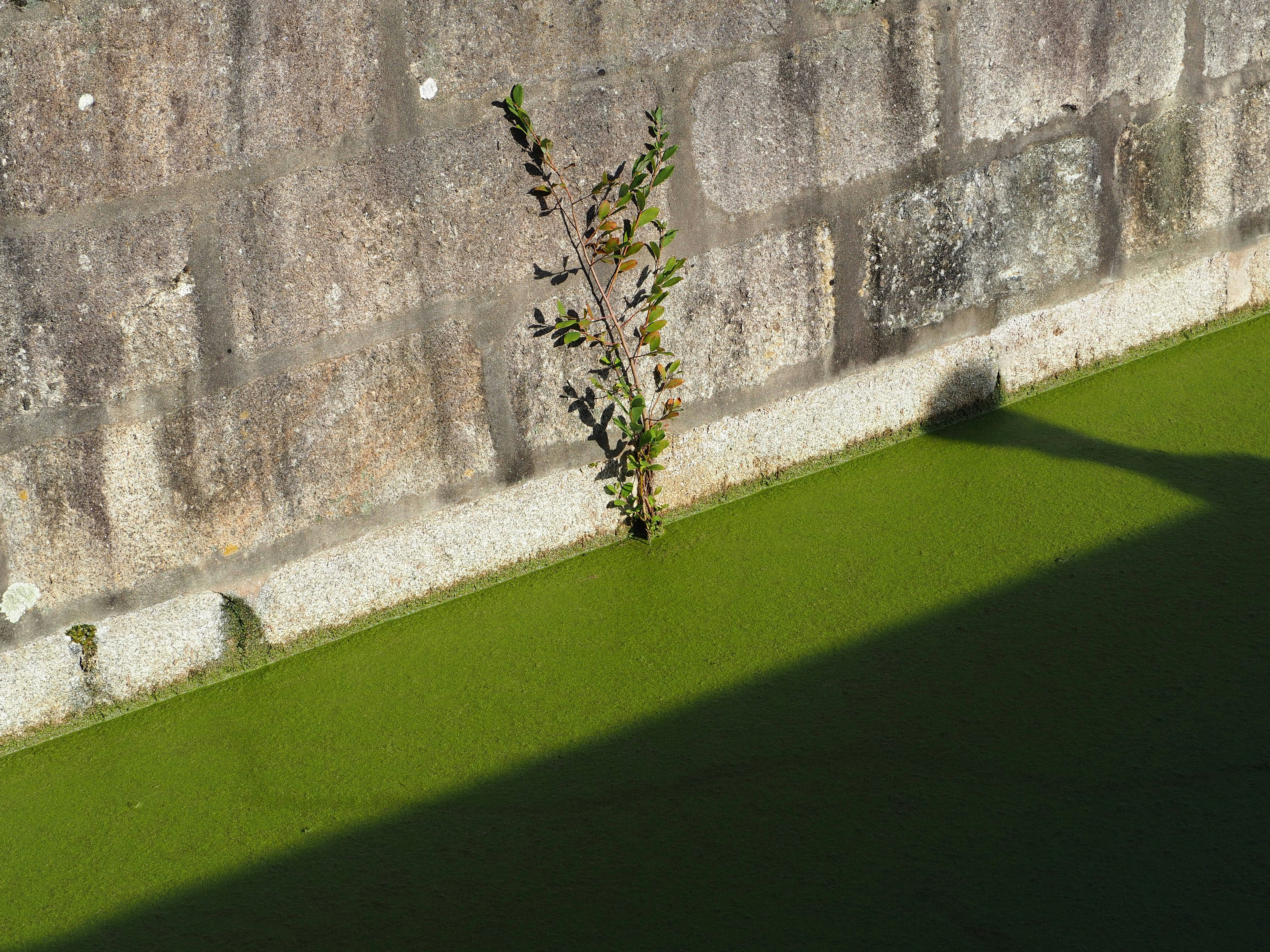 Un árbol solitario a la sombra de un muro de hormigón