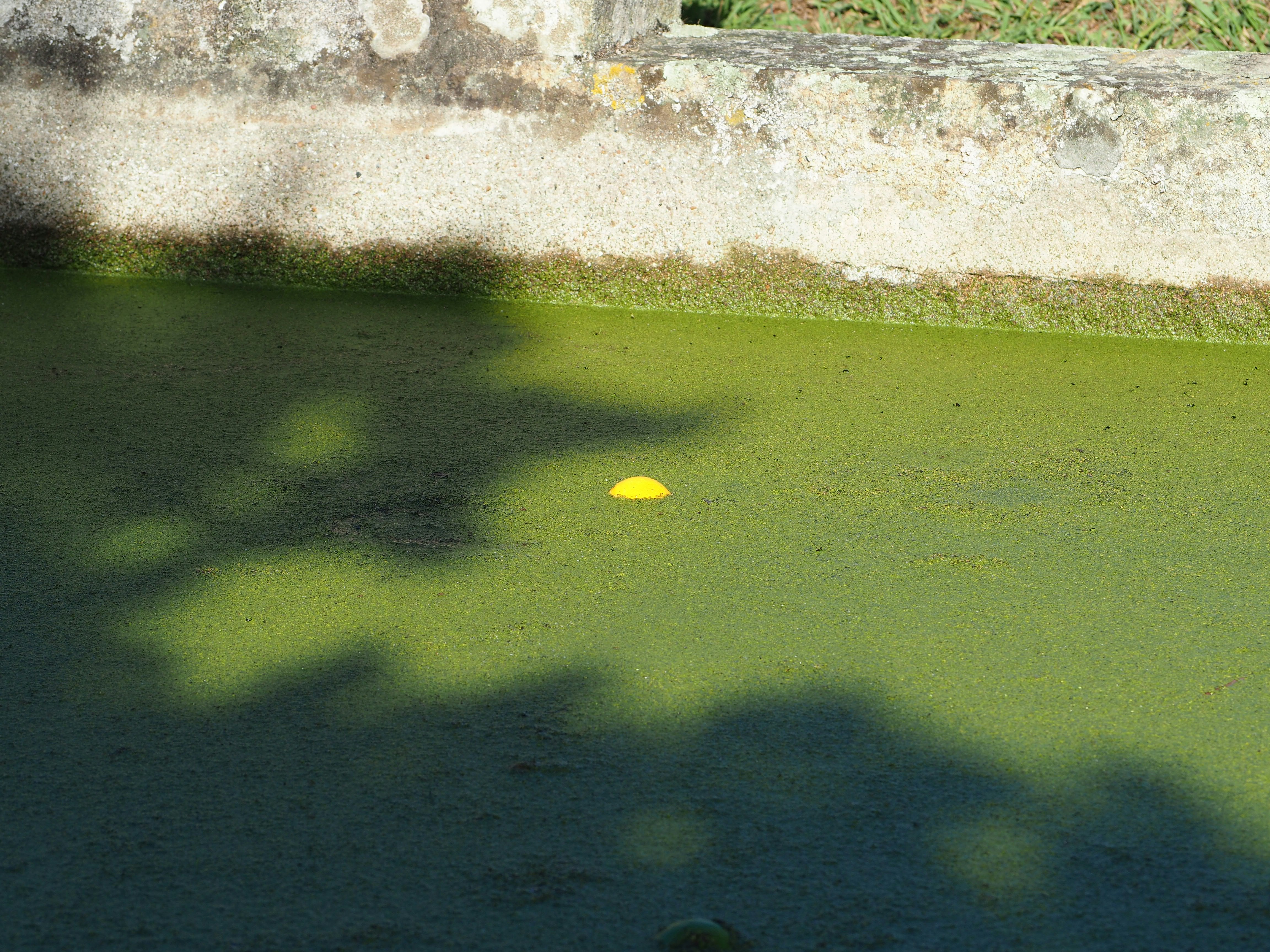 Un frisbee amarillo flotando en un charco de agua verde