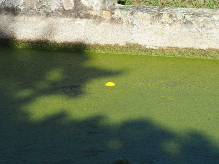 Dark green, algae-covered pool water before Blue Ridge treatment