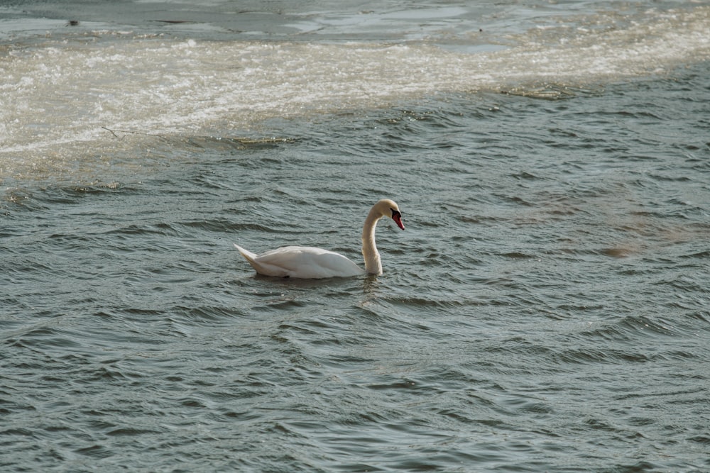 a white swan floating on top of a body of water