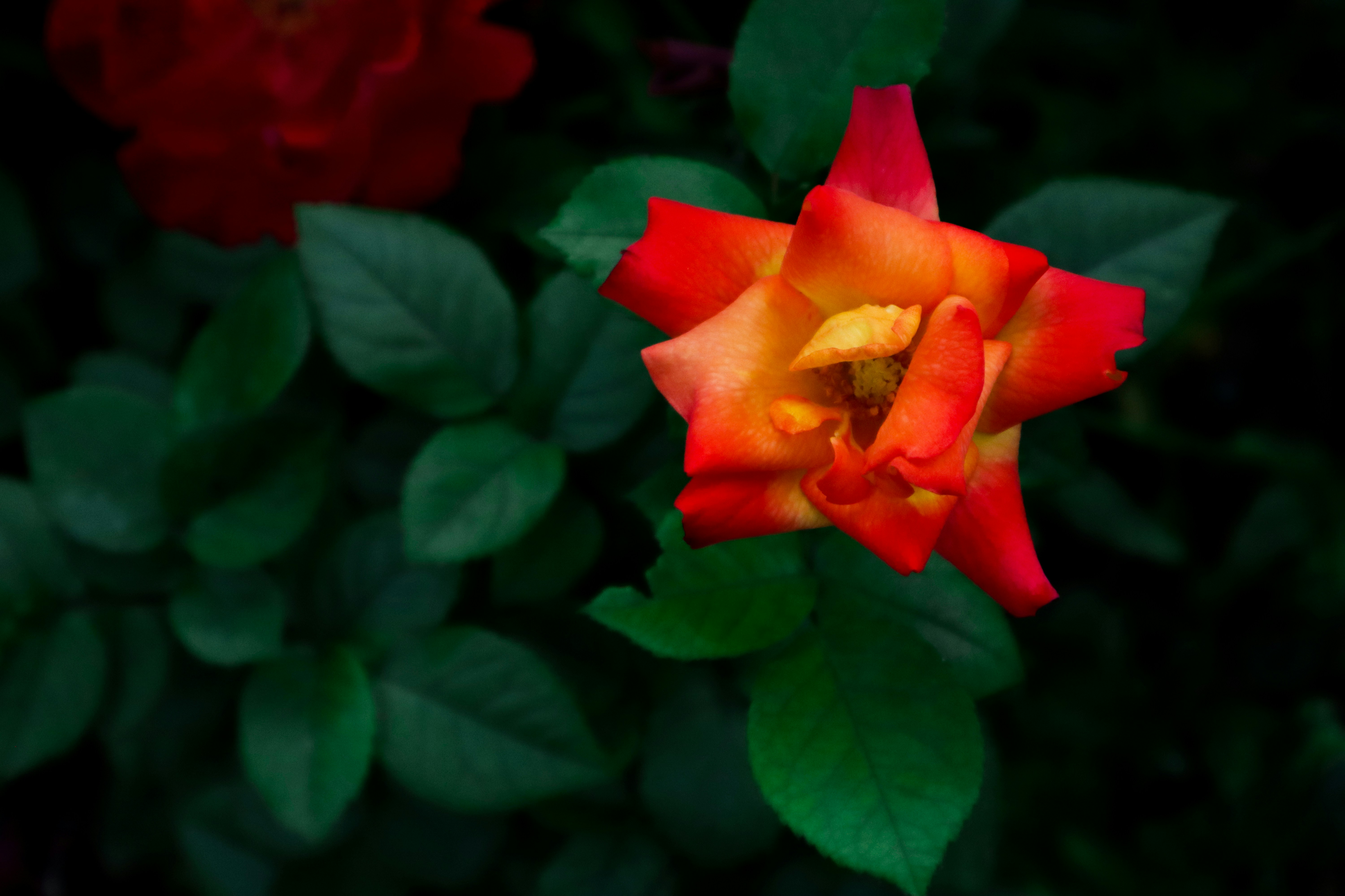 Photo by hectorfarahani