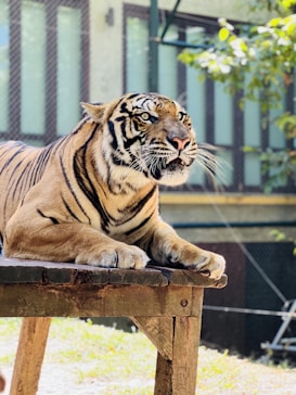 A majestic tiger rests on a wooden platform, surrounded by a background of large windows and foliage. The tiger's intense gaze and powerful build are prominent, with its striped fur and alert posture on full display.