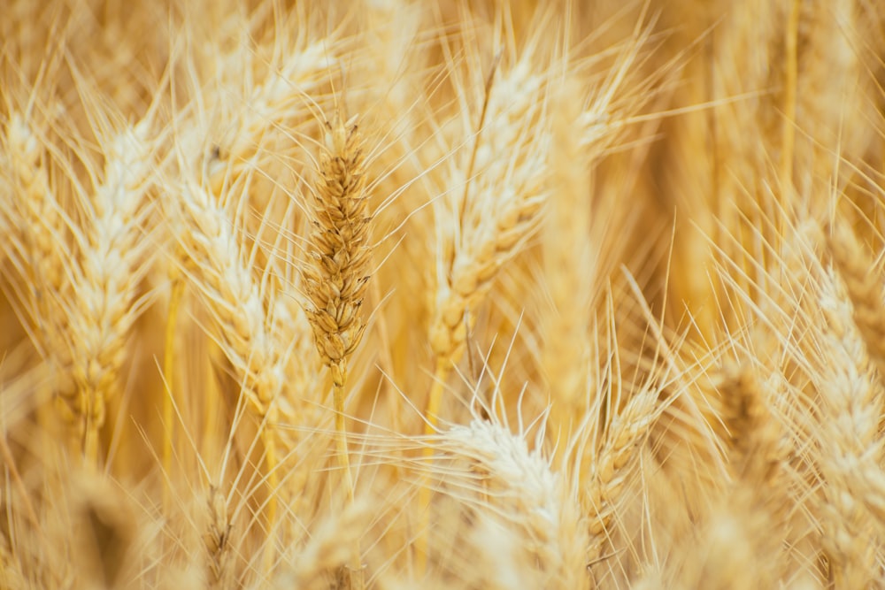 um close up de um campo de trigo