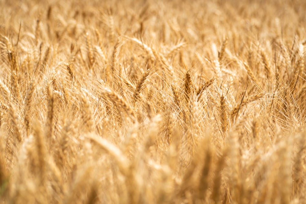 um campo de trigo maduro pronto para ser colhido