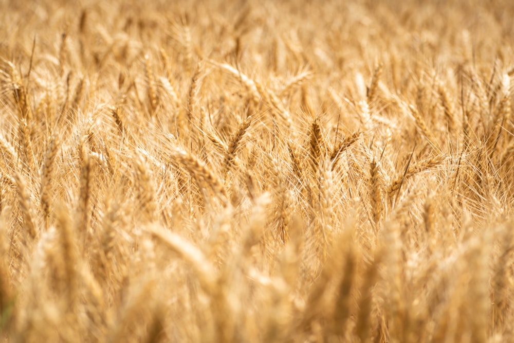 a field of ripe wheat ready to be harvested