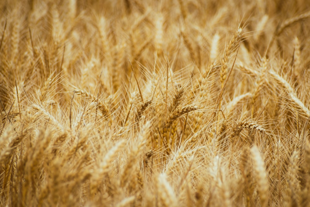 a field of ripe wheat ready to be harvested