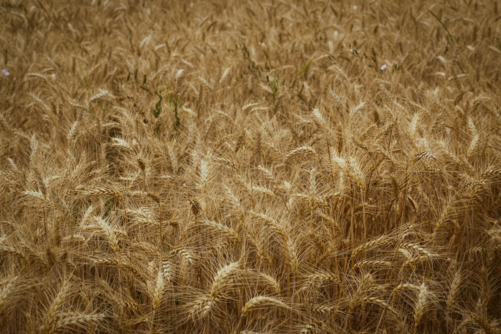 um campo de trigo maduro pronto para ser colhido