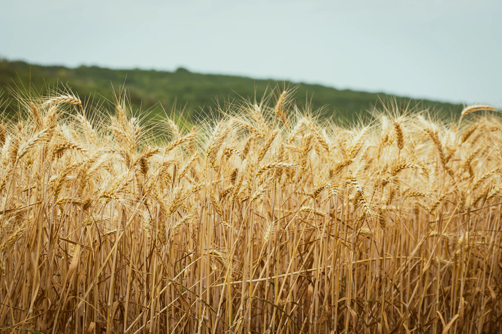 A field of ripe golden wheat ready to be harvested