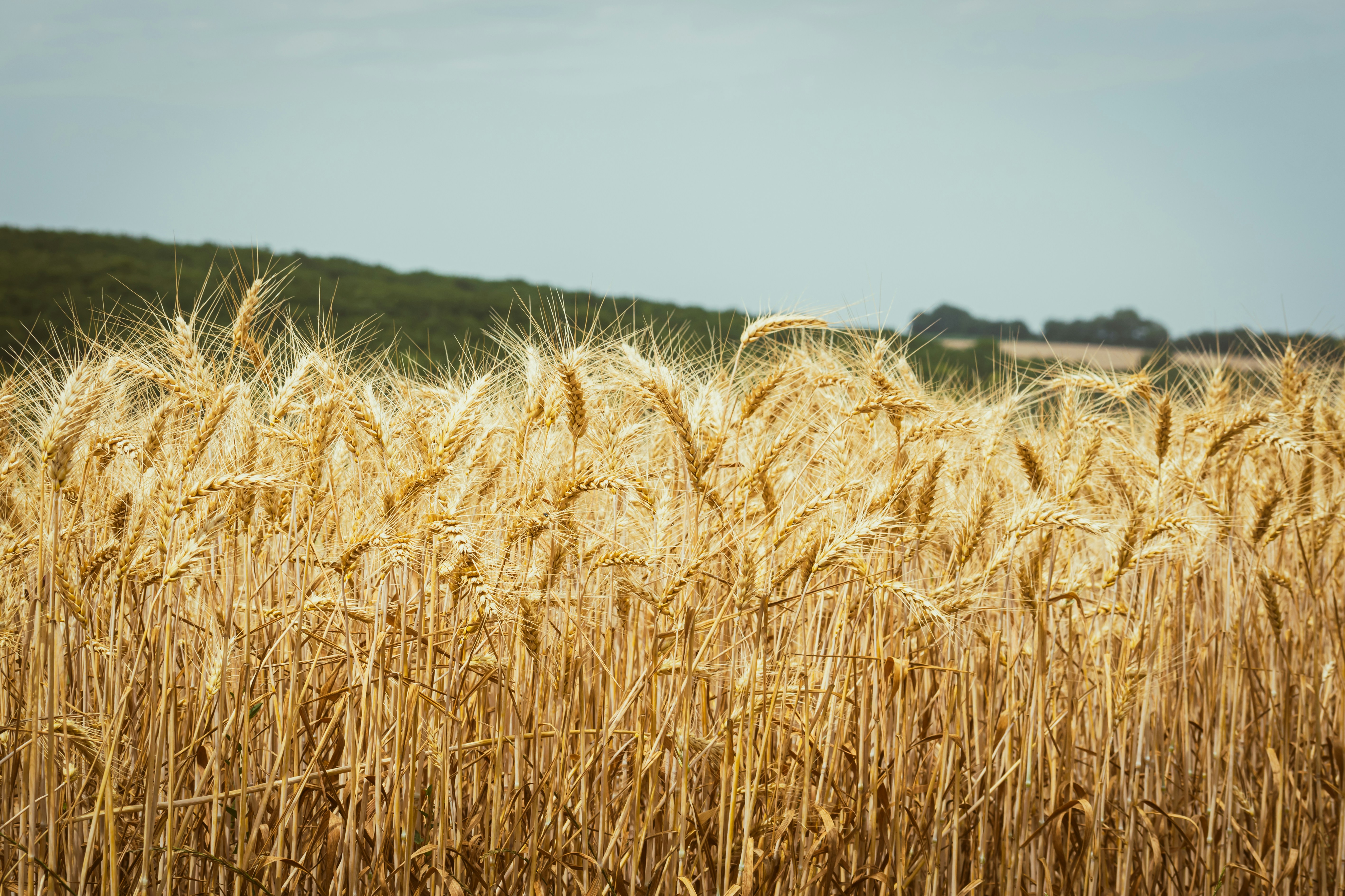 a field of ripe wheat ready to be harvested