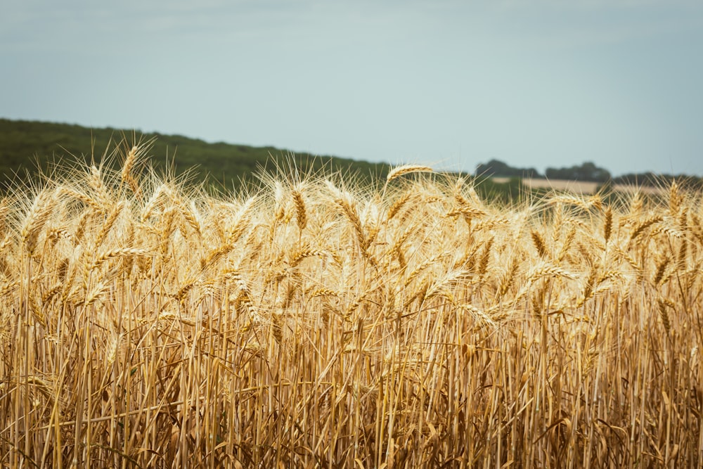 a field of ripe wheat ready to be harvested