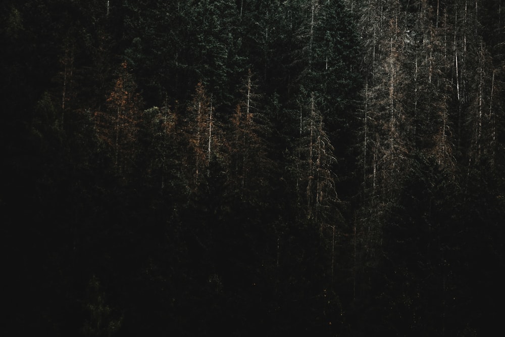 a dark forest filled with lots of trees