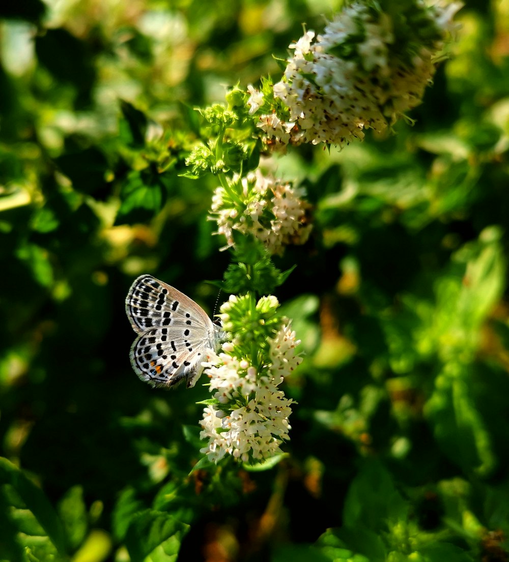 a white butterfly sitting on a white flower