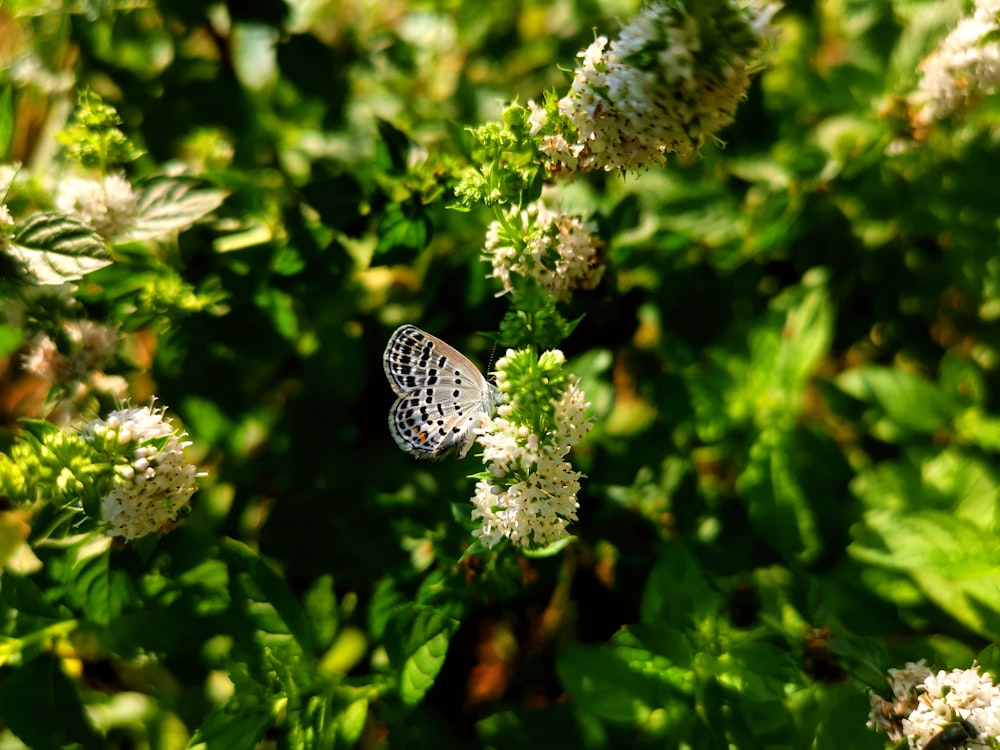 a butterfly sitting on top of a white flower