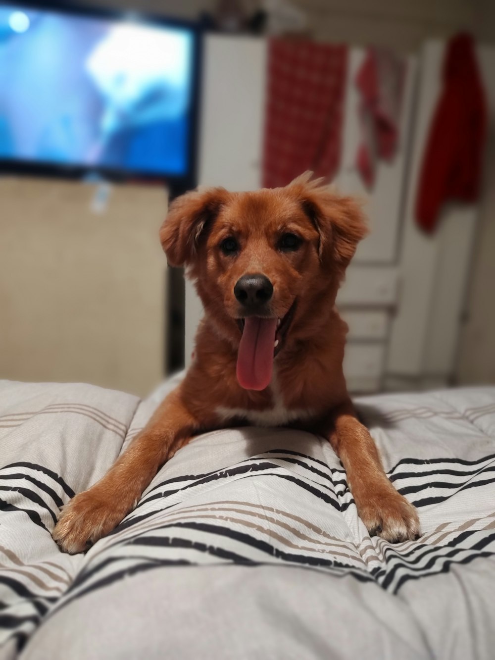 a brown dog laying on top of a bed