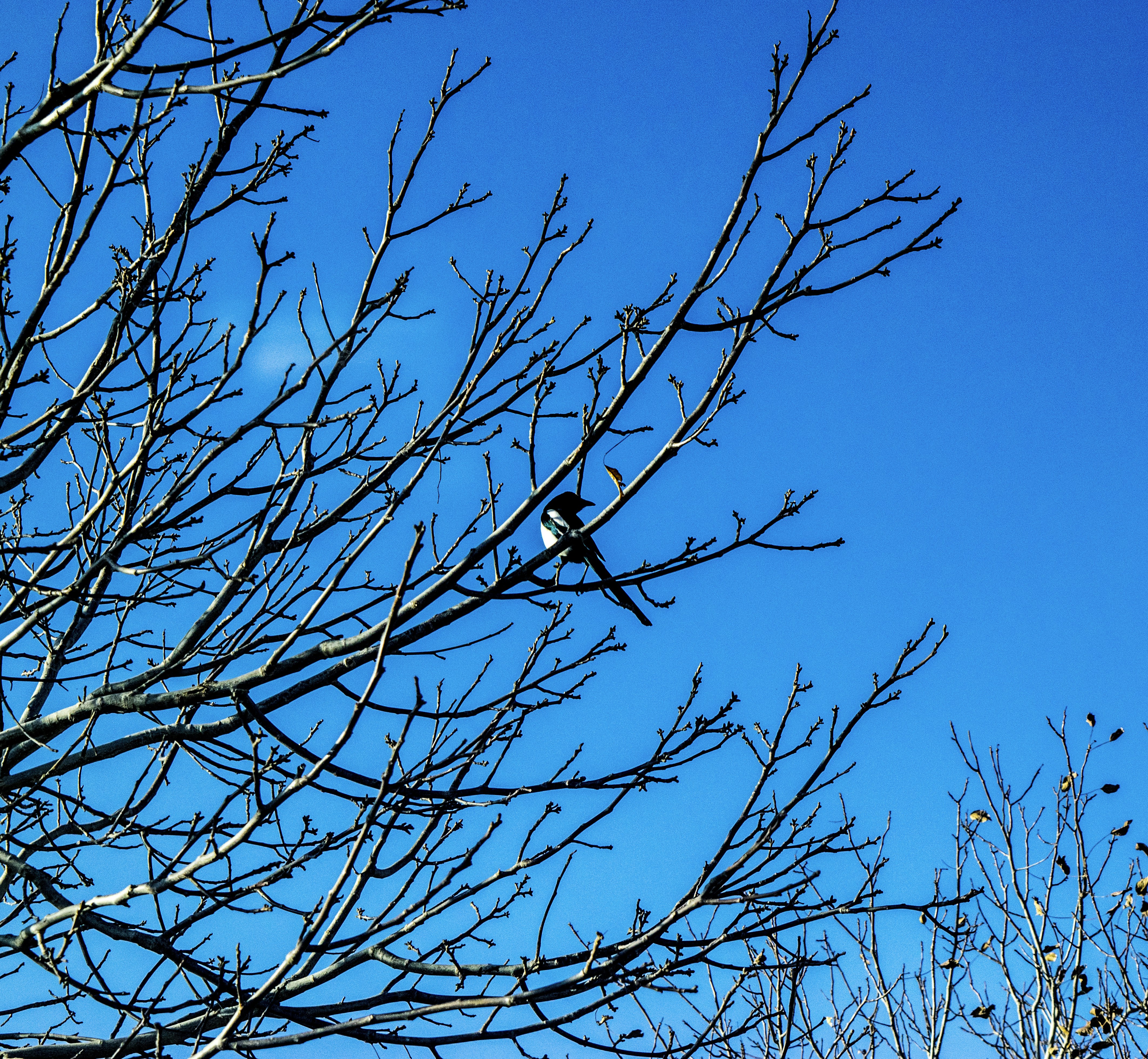 Photo by hamed_tabrizchi