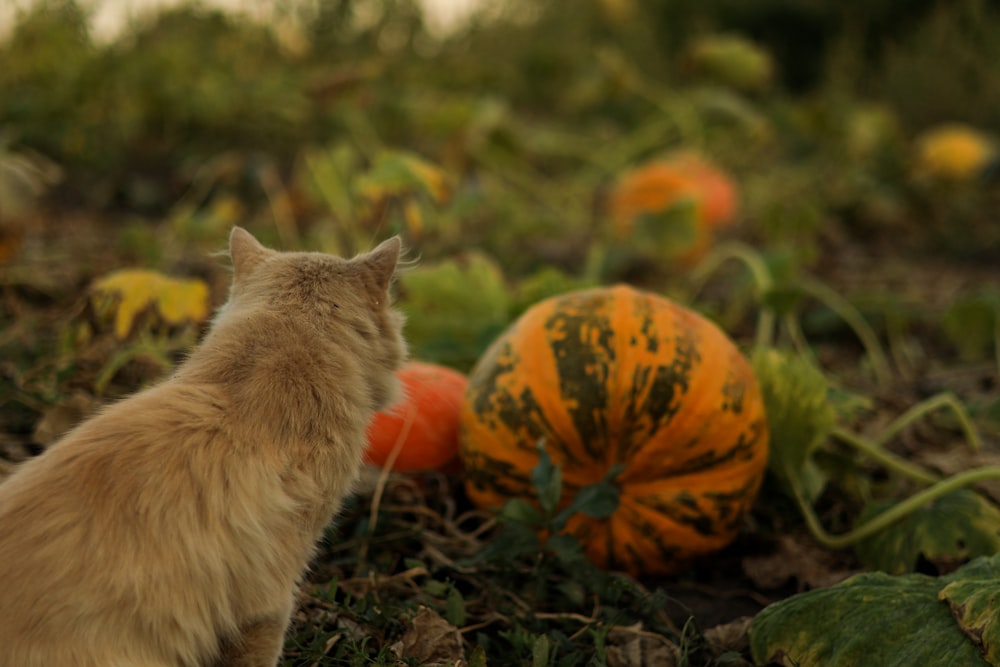 a cat sitting in the grass looking at pumpkins