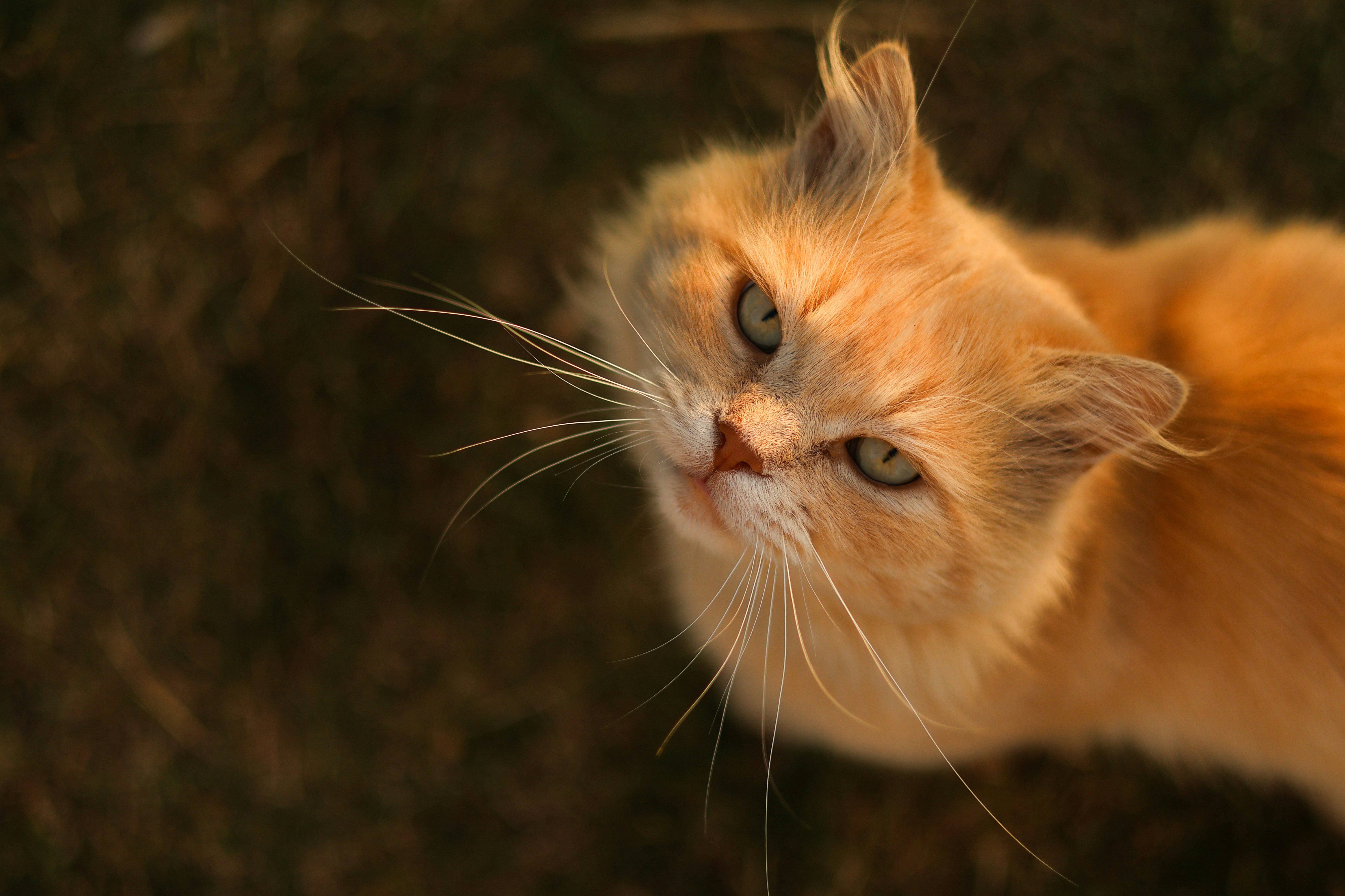 American Curl: The Curled-Ear Cutie (image credits: unsplash)