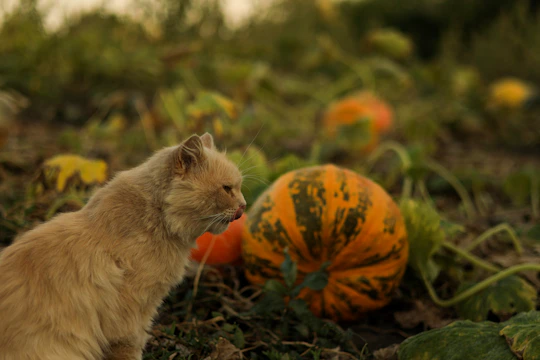 A playful cat dressed in a handmade pumpkin costume with bright orange and green details, posing on a rustic wooden floor.
