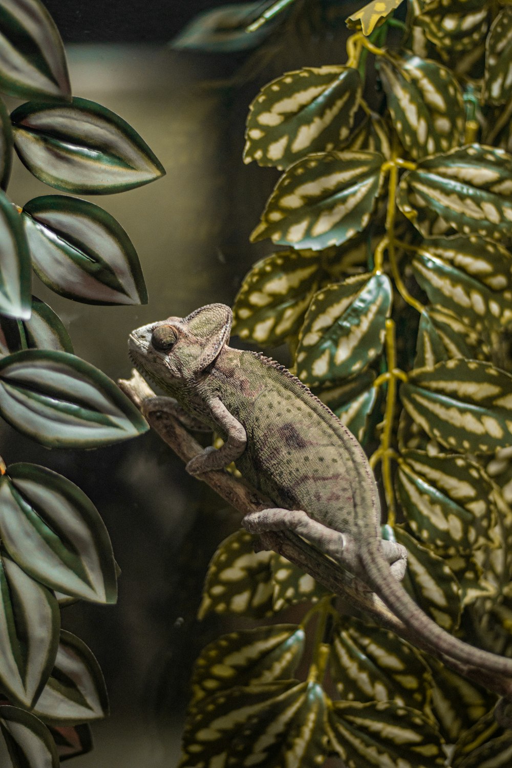 a chamelon sitting on a branch in front of some leaves