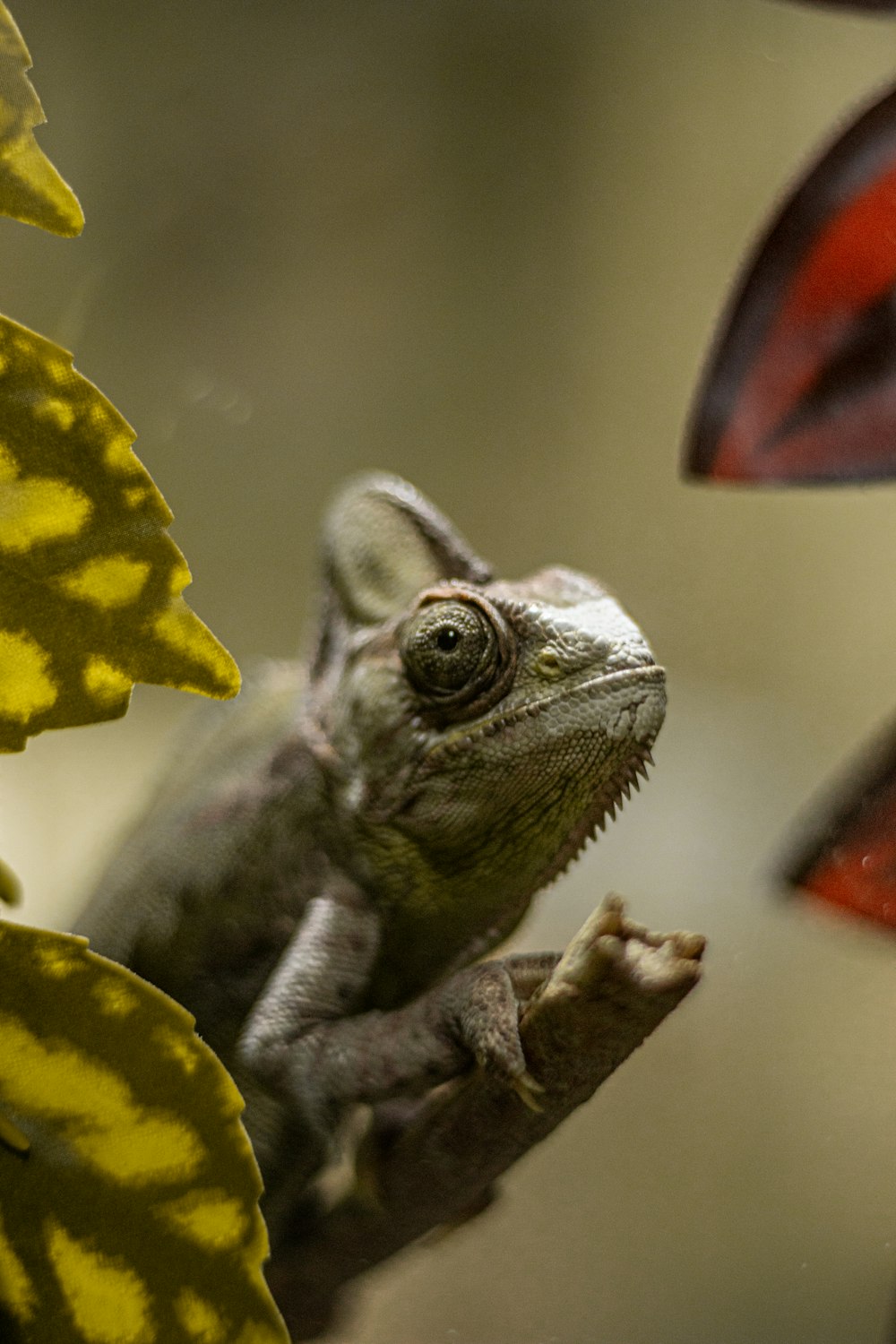 a close up of a lizard on a tree branch