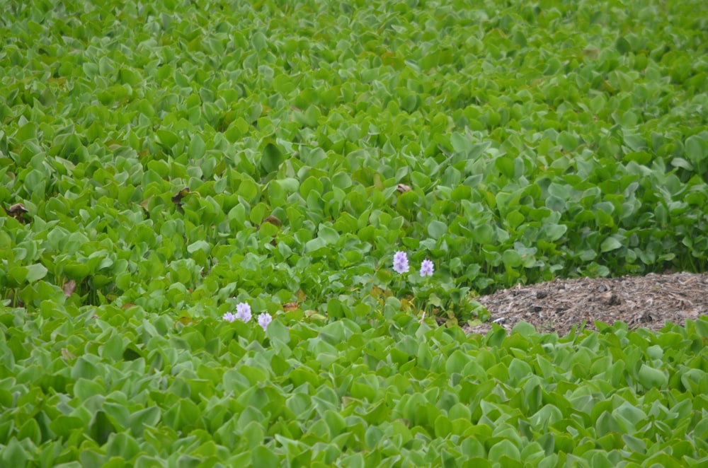 a field of green plants with purple flowers