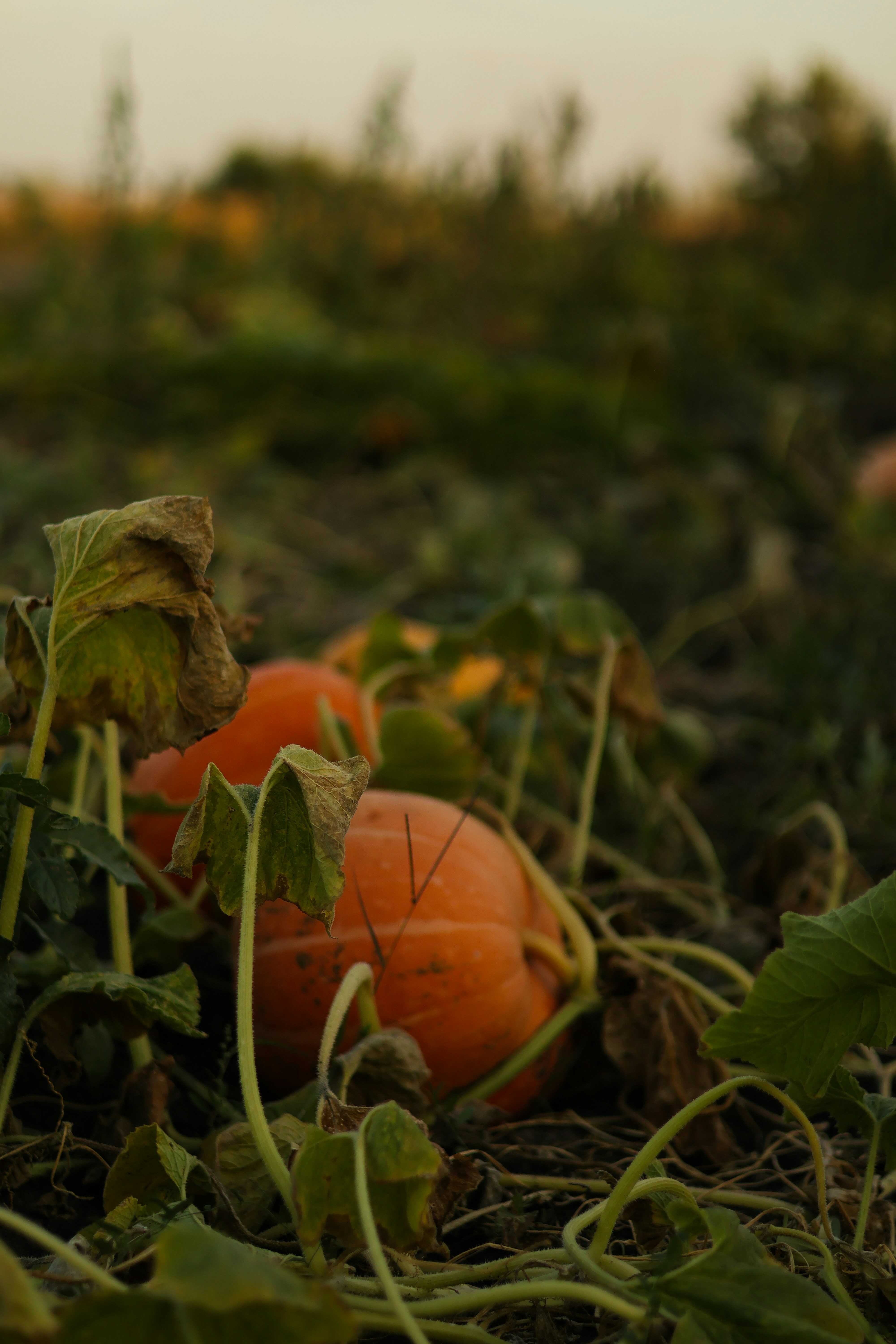 Photo by anyutakejbalo