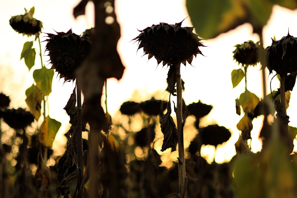 a field of sunflowers with the sun setting in the background