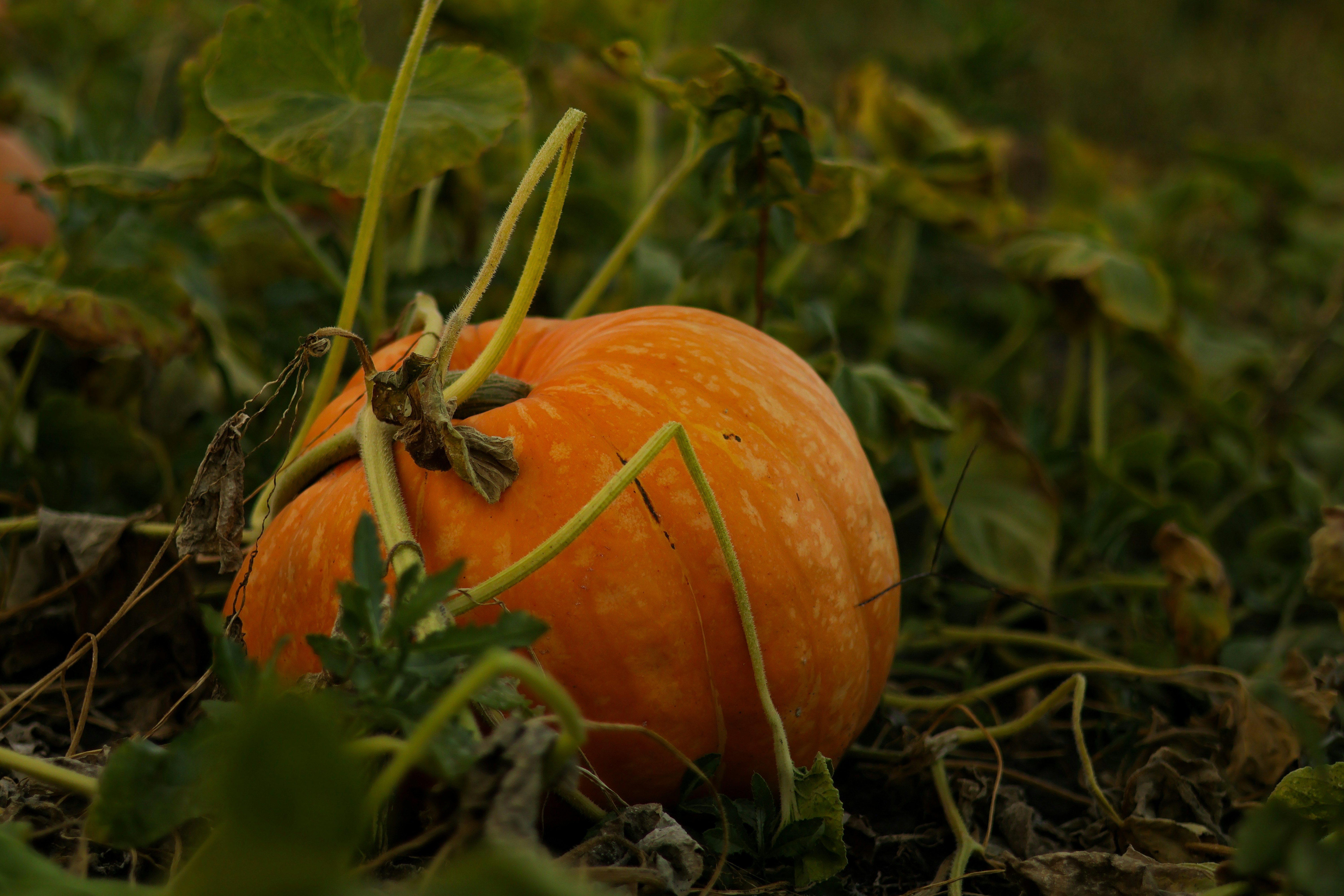 Photo by anyutakejbalo