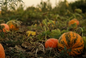 a bunch of pumpkins that are sitting in the grass