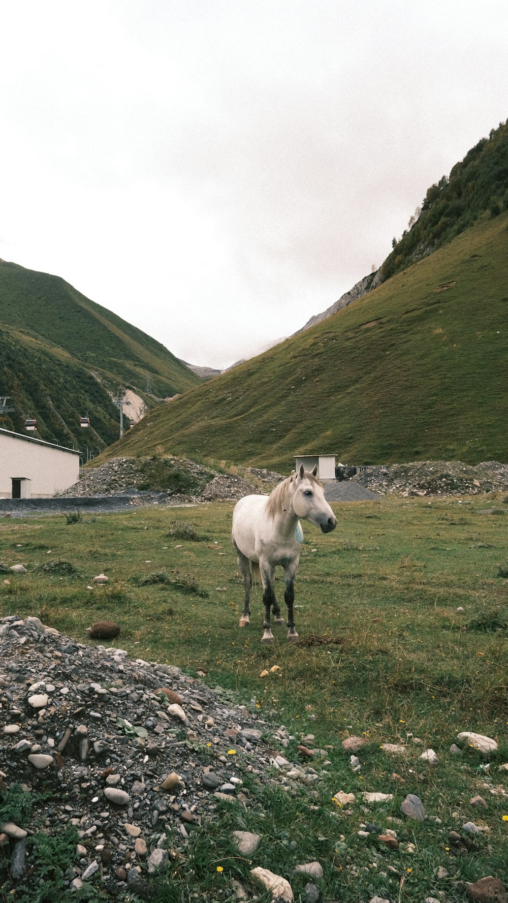 a white horse standing on top of a lush green field