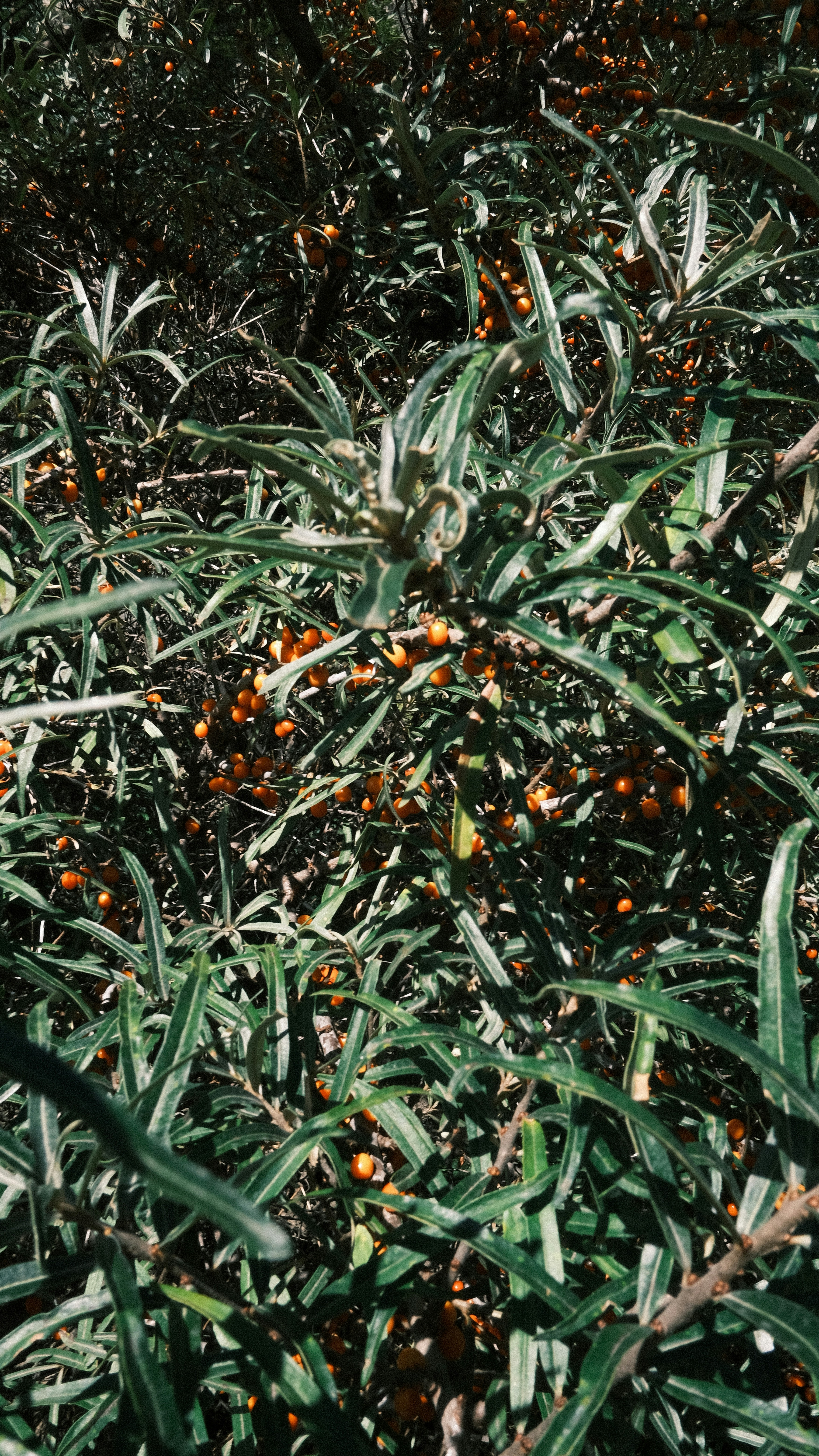 Application of sea buckthorn oil on skin