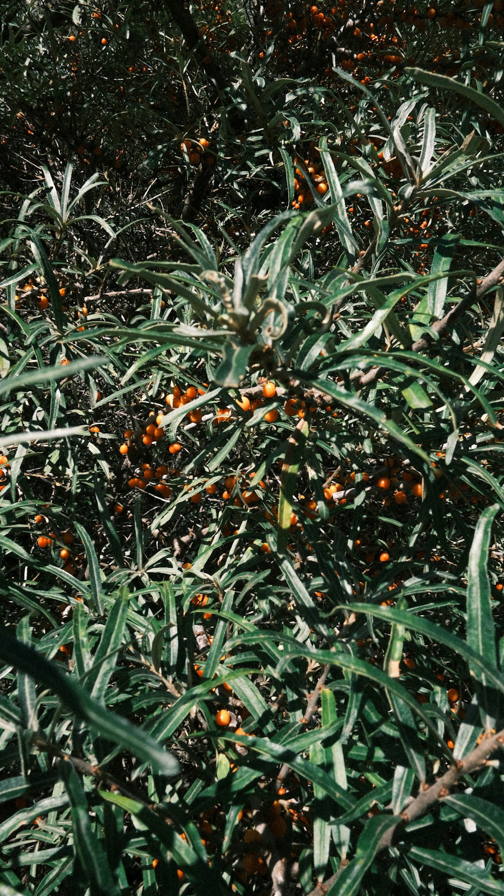 an orange tree filled with lots of oranges