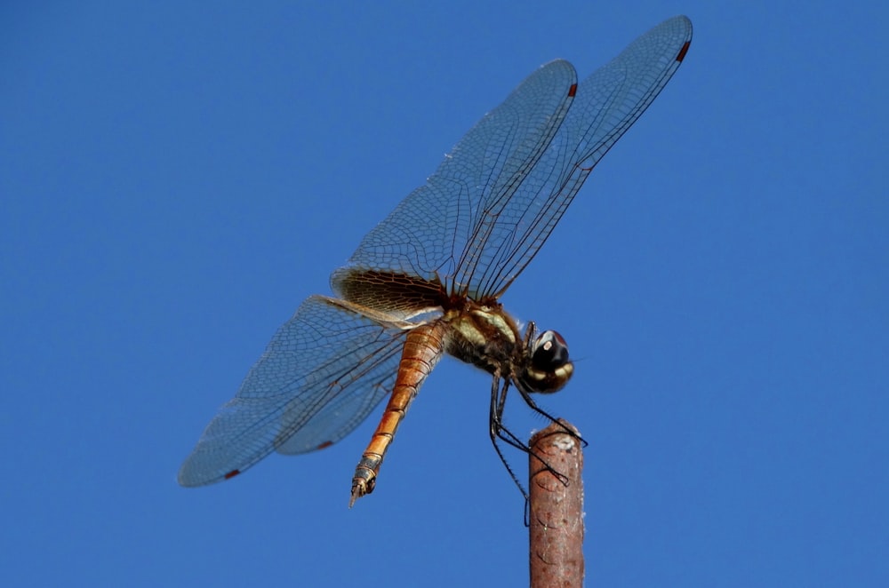 a dragonfly sitting on top of a wooden pole