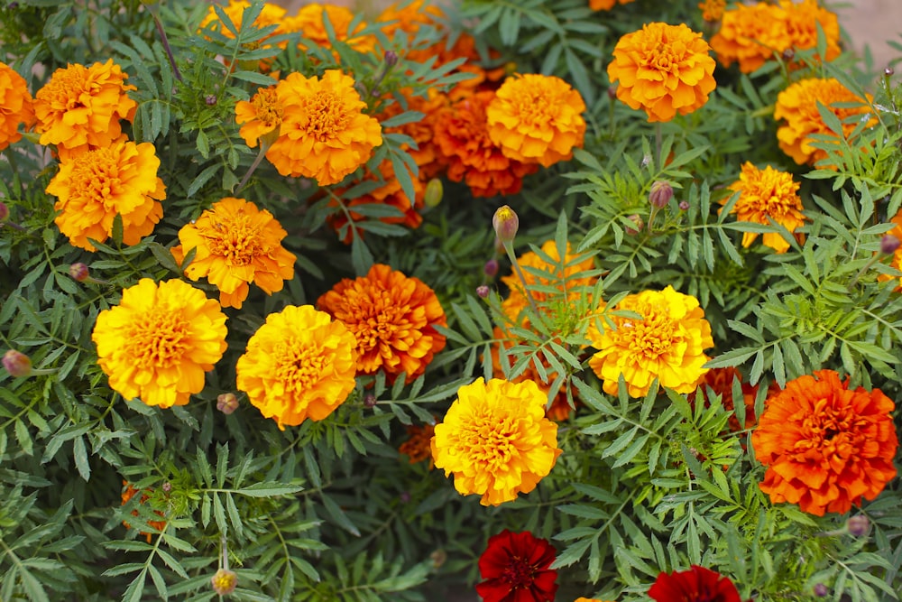 a close up of many different colored flowers