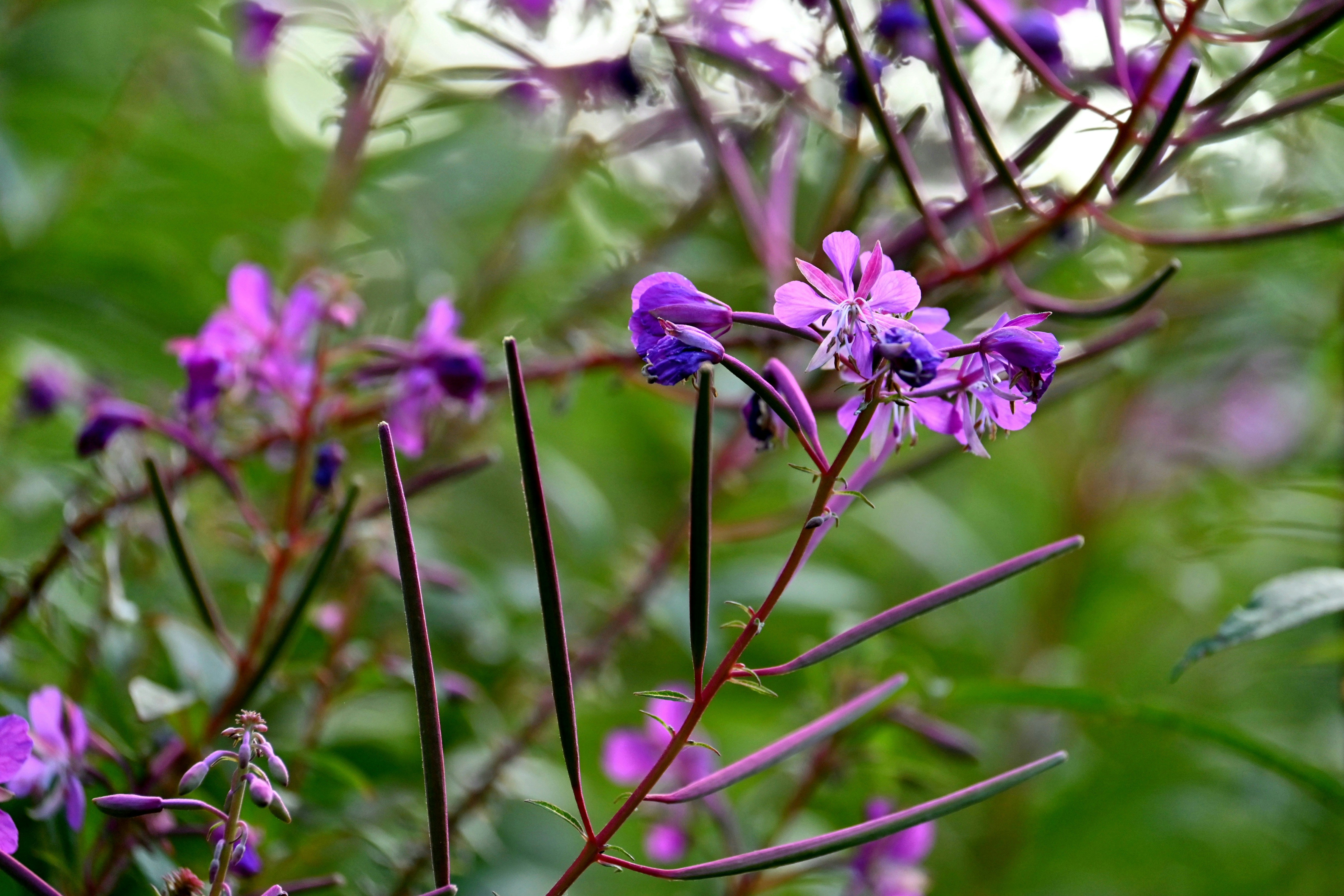 Photo by jodiemcgonagle