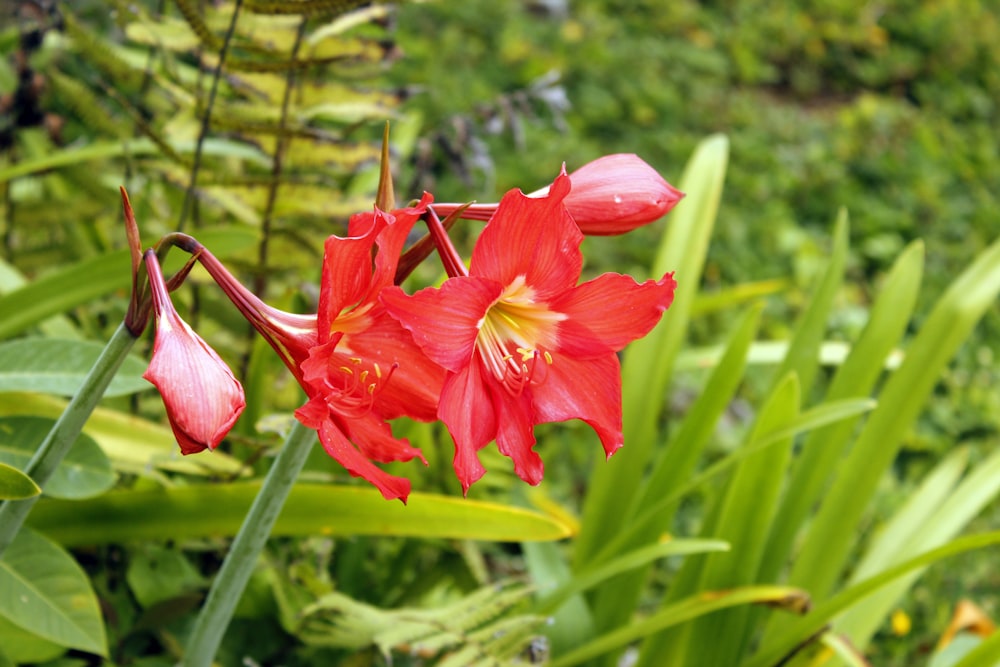 a close up of a red flower in a field