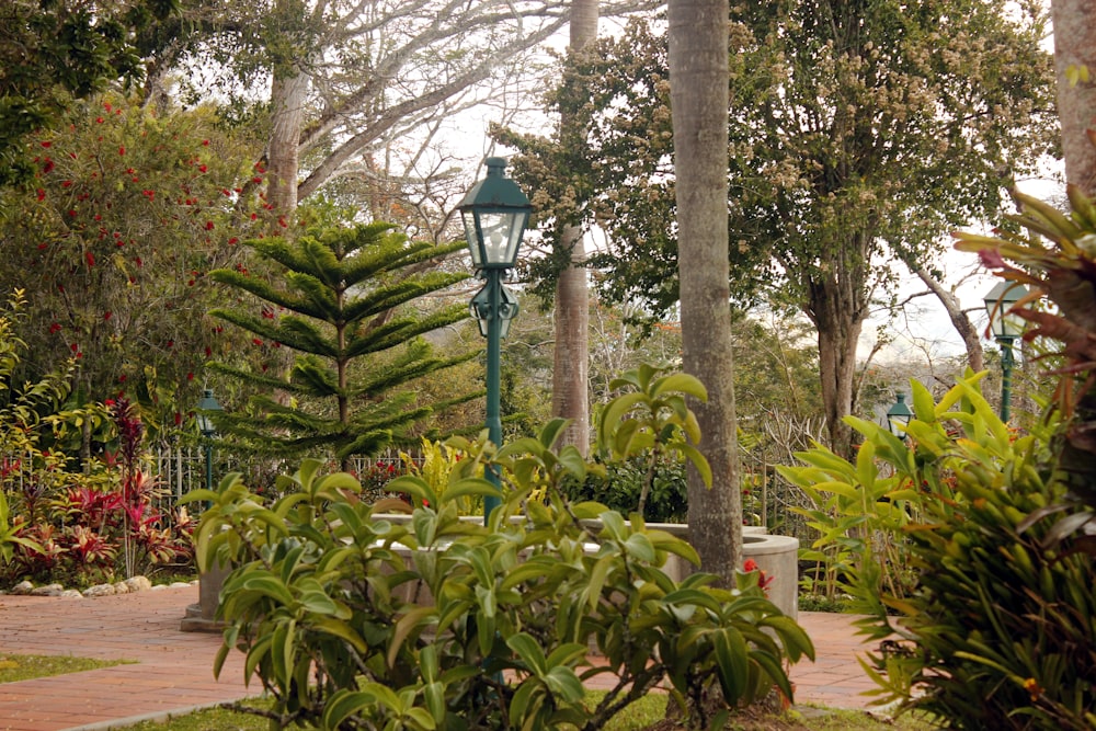 a pathway in a park with trees and plants