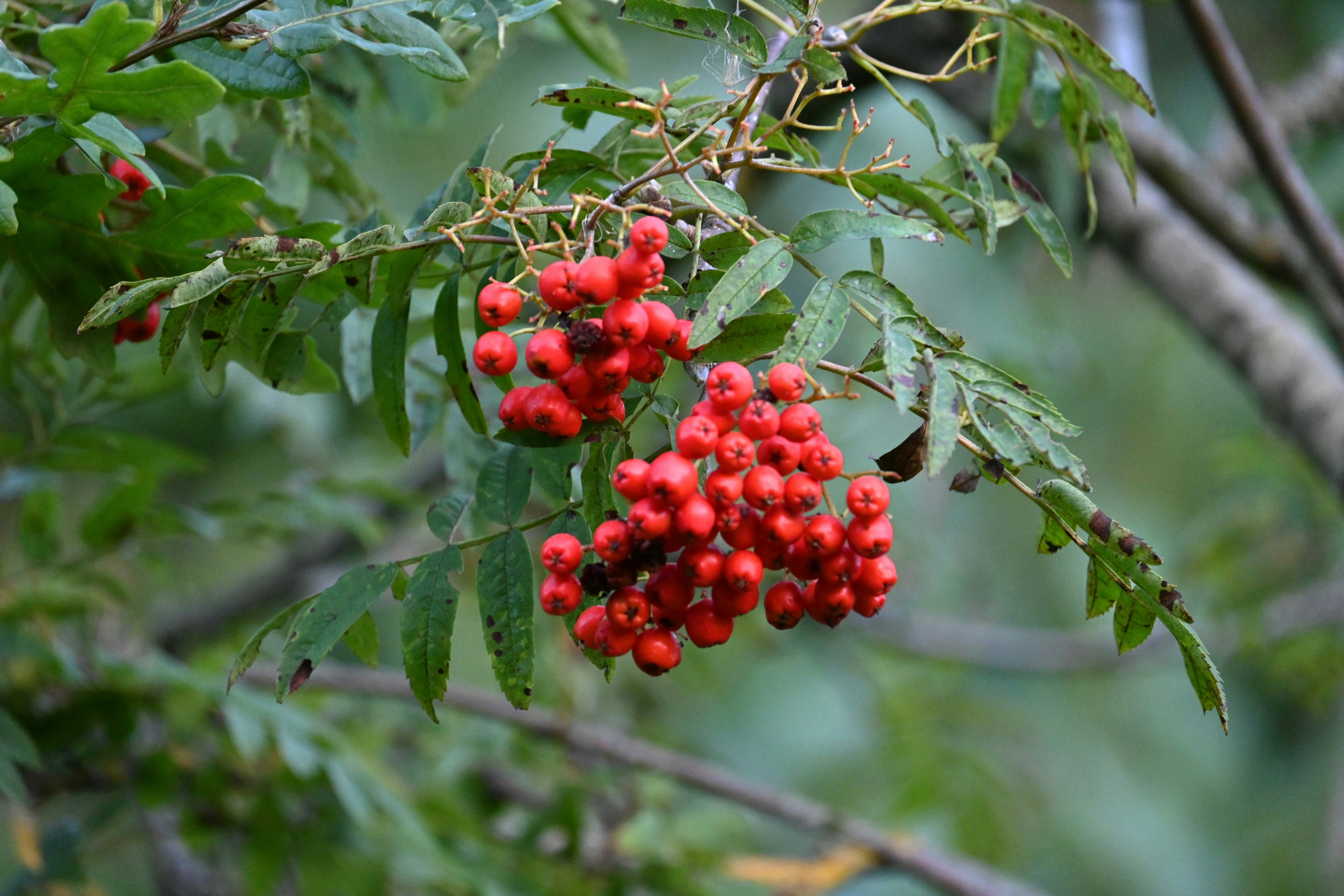 Photo by jodiemcgonagle