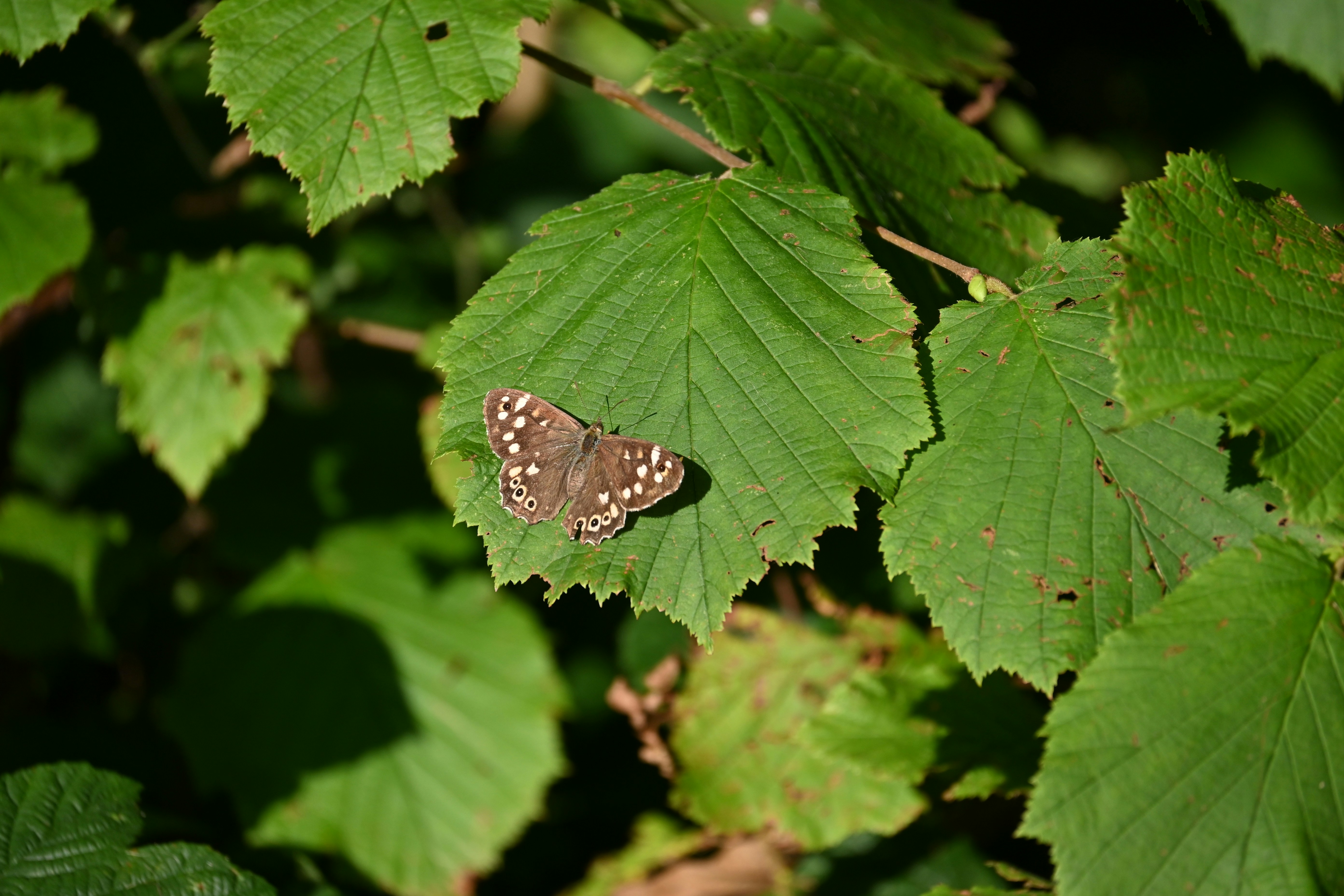 Photo by jodiemcgonagle