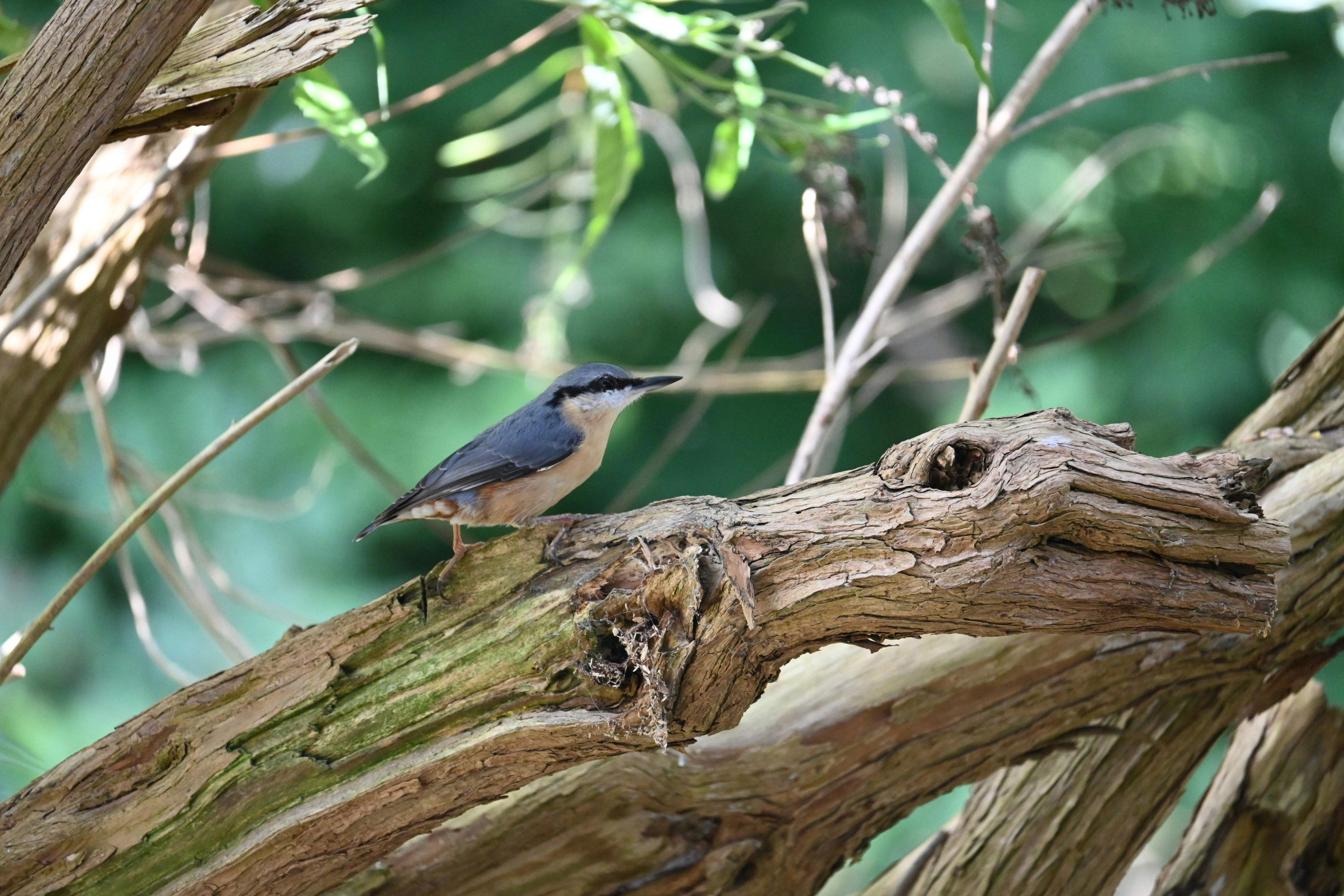 Photo by jodiemcgonagle