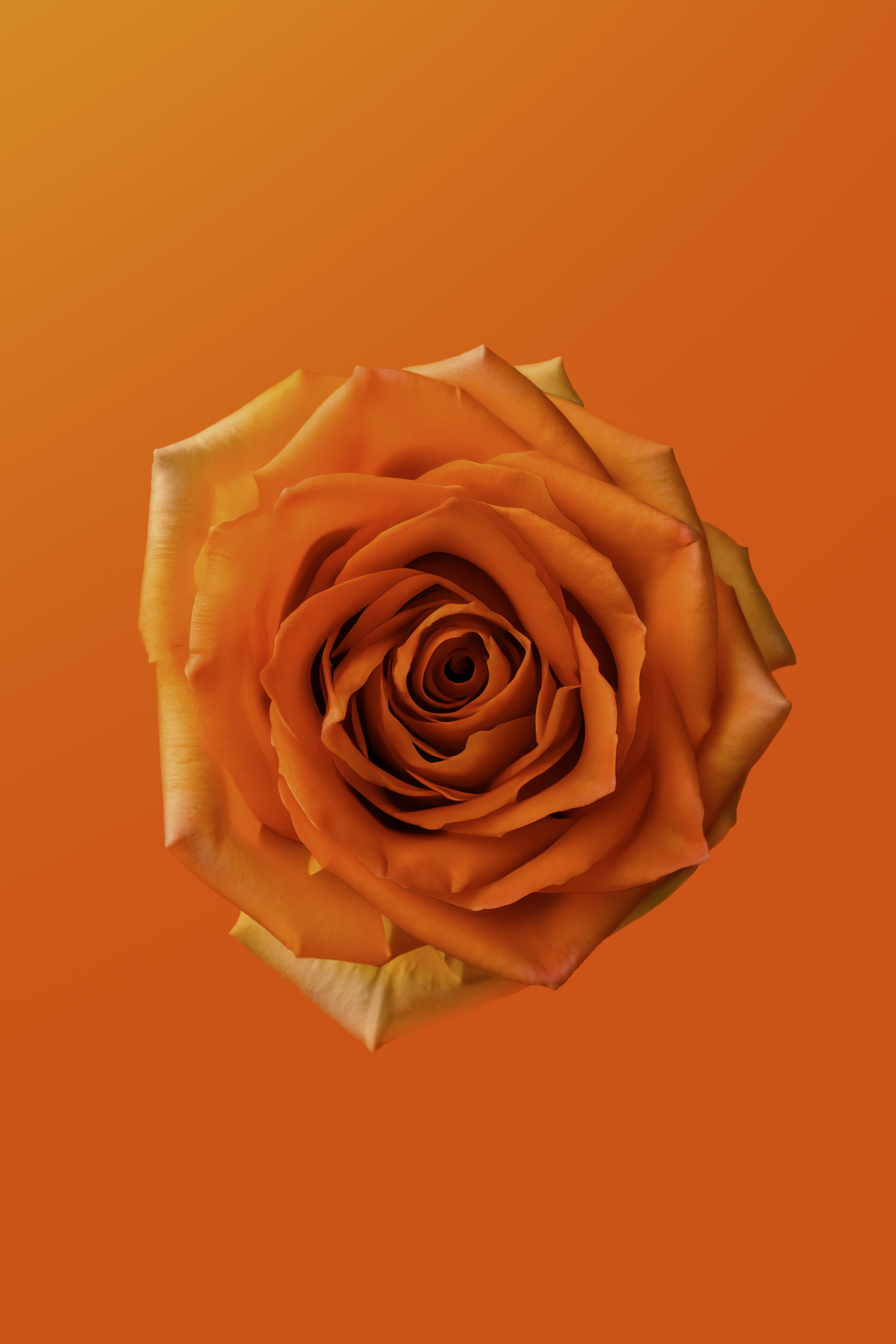 A single orange rose on an orange background photo – Free Flower ...